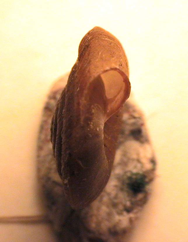 Caracollina (Caracollina) lenticula (Michaud, 1831)